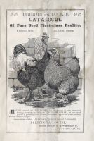 BreidingandLockie-Catalog-Poultry1878-1.jpg